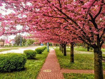 Pink flowers in park