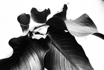 Close-up of flower over white background