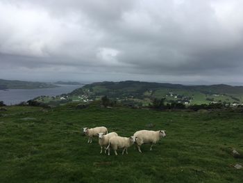 Sheep grazing on field against sky