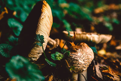 Close-up of mushroom growing on field