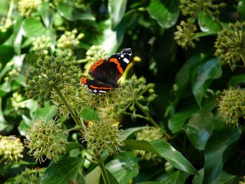 Close-up of butterfly on plant