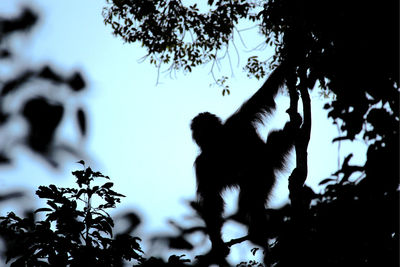 Low angle view of silhouette monkey on tree against sky