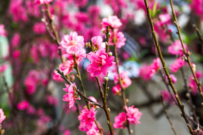 Close-up of pink flowers