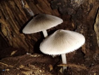 Close-up of mushroom growing on field