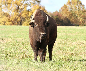 American buffalo grazes in a field with trees in background in late autumn 