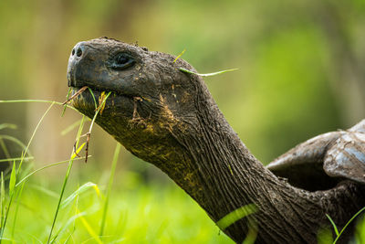 Close-up of galapagos giant tortoise