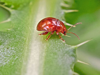 Close-up of insect