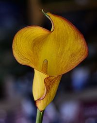 Close-up of yellow flower