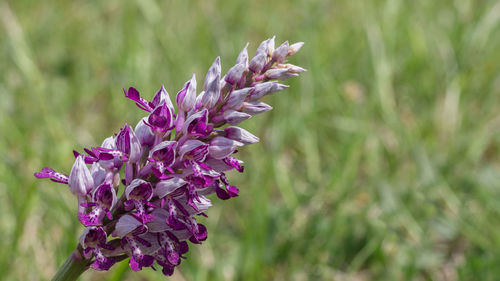 Close-up of purple flowering plant