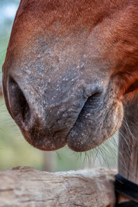 Close-up of an animal