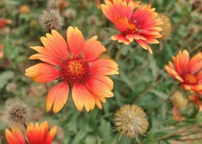 Close-up of red flower