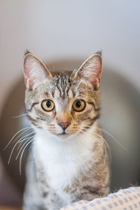 Portrait of an adorable tabby mix breed cat