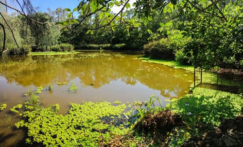 Scenic view of lake in forest