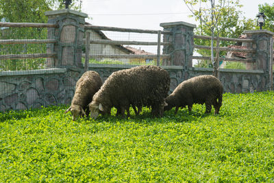 Sheep grazing in a field