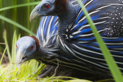 Close-up of bird perching outdoors