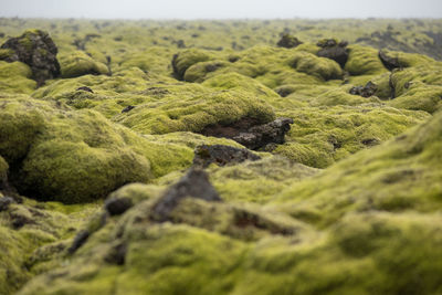 Moss covered lava field in a cloudy day. eldhraun, iceland