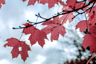 Burgundy maple leaves in autumn season with blurred background