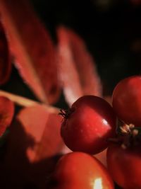 Close-up of cherries