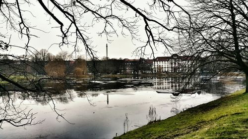 Reflection of trees in water