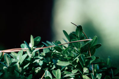 Close-up of green plant