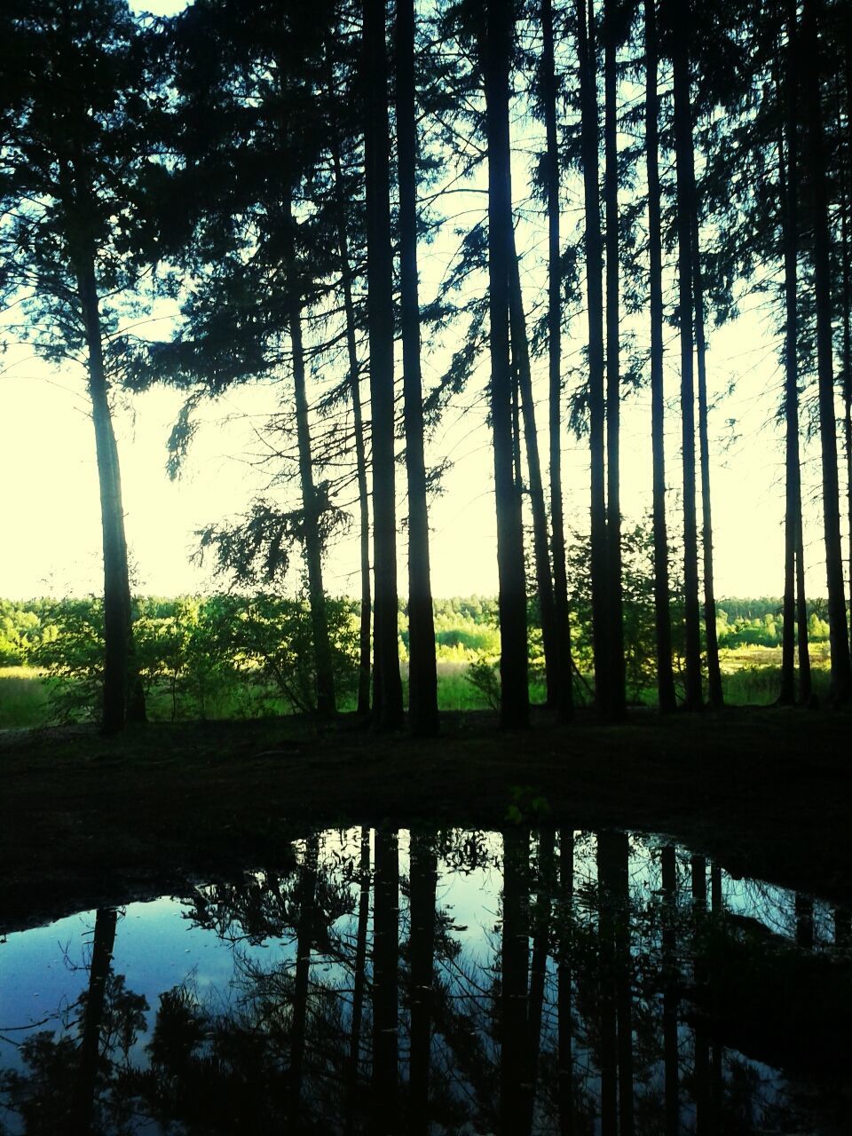 tree, tranquility, water, tranquil scene, tree trunk, lake, scenics, beauty in nature, nature, reflection, growth, grass, branch, idyllic, forest, non-urban scene, sky, bare tree, outdoors, no people