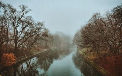 Reflection of trees in water