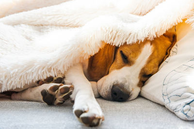 Close-up of dog sleeping on bed