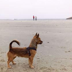 Dog standing on beach