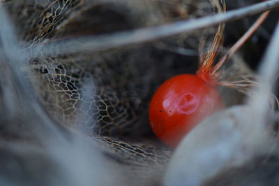 Close-up of cherries