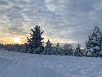 Snow covered pine trees on field against sky during sunset