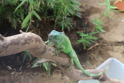 Close-up of lizard on leaf