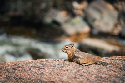 Close-up of squirrel on rock