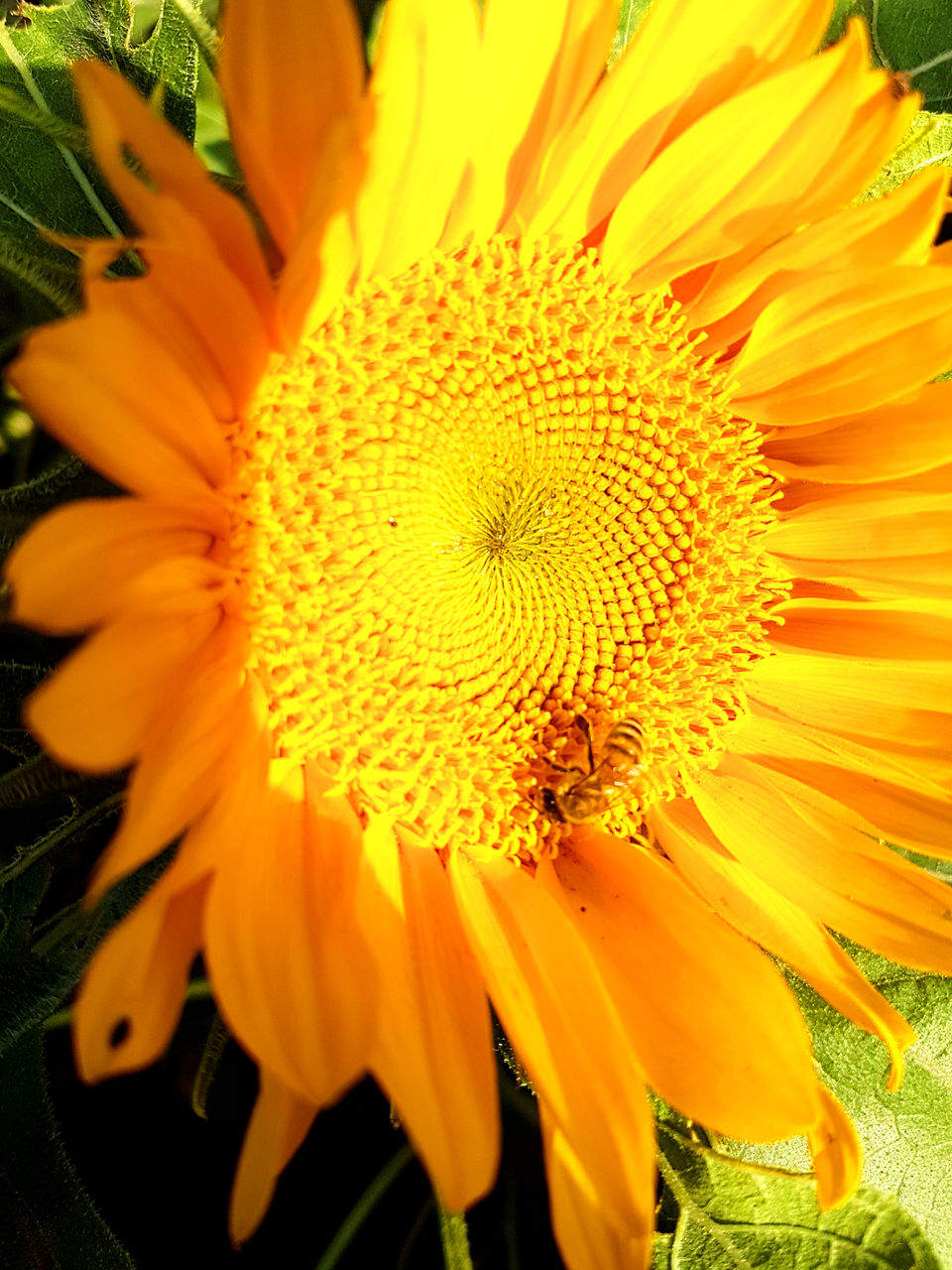 CLOSE-UP OF YELLOW SUNFLOWER