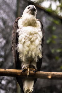 Close-up of bird perching on branch