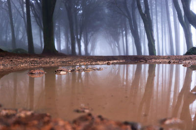 Reflection of trees in water