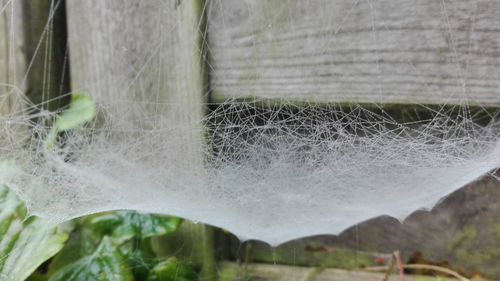 Close-up of spider web