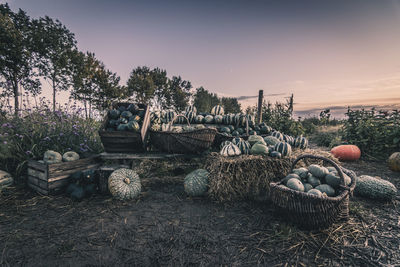 Plants growing in basket on land against sky