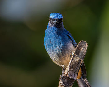 Close-up of bird perching on wood