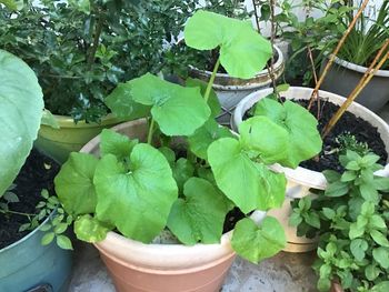 High angle view of potted plant