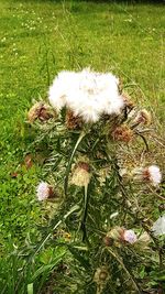 Plants growing on grassy field