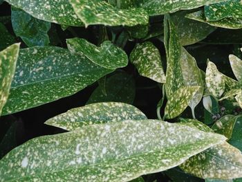 Close-up of wet plants