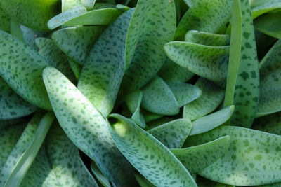 Close-up of succulent plant