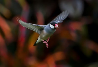 Close-up of bird flying