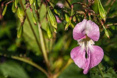 Close-up of flower blooming outdoors