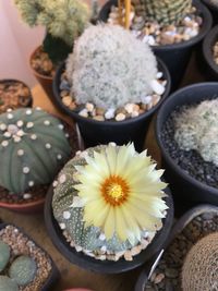 High angle view of succulent plant on table
