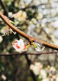 Close-up of cherry blossoms in spring