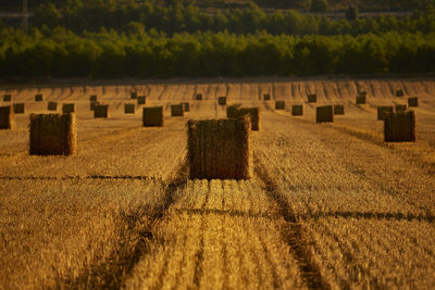 Straw bales in a cereal field early in the morning, almansa, spain