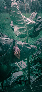 High angle view of plant growing on field