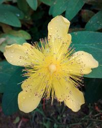 Close-up of yellow flowers