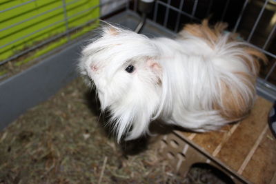 High angle view of guinea pig in cage at home